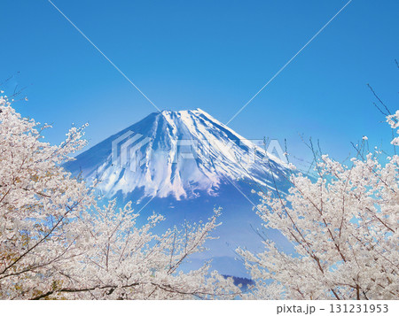 春爛漫の富士山 131231953