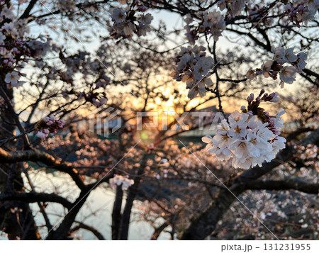 夕日に照らされる桜 131231955