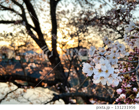 夕陽に染まる桜のひととき 夕陽に染まる桜のひととき 131231956