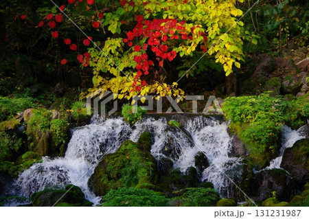 北海道京極町　ふきだし公園の湧水と紅葉 131231987