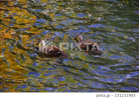 北海道京極町 ふきだし公園の湧き水の中を泳ぐカモ 北海道京極町 ふきだし公園の湧き水の中を泳ぐカモ 131231993