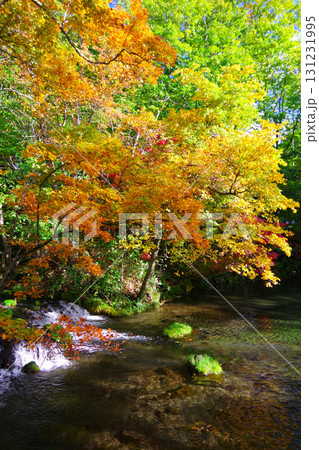北海道京極町　ふきだし公園の紅葉 131231995