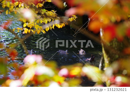 北海道京極町 ふきだし公園の湧水の中を泳ぐ鴨 北海道京極町 ふきだし公園の湧水の中を泳ぐ鴨 131232021