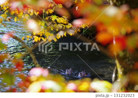 北海道京極町　ふきだし公園の湧水の中を泳ぐ鴨 131232023