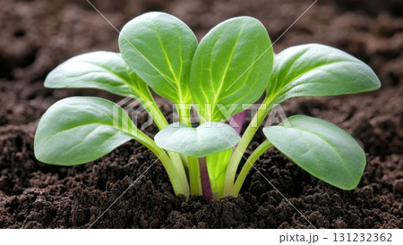 A vibrant young vegetable plant sprouts from rich soil, showcasing healthy, bright green leaves 131232362