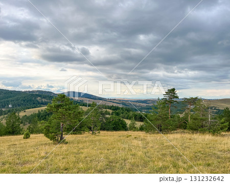 Panoramic view of pine forest on hillside with mountains in the distance under cloudy sky Panoramic view of pine forest on hillside with mountains in the distance under cloudy sky 131232642