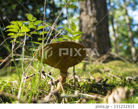 Mushroom growing under a tree in a forest background. Forest near the town of Herstel, Germany Mushroom growing under a tree in a forest background. Forest near the town of Herstel, Germany 131232815