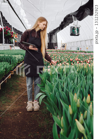 Young woman in black apron tending to vibrant tulip flowers in greenhouse, carefully inspecting blooms while surrounded by lush greenery, showcasing dedication to horticulture and floral care 131232923