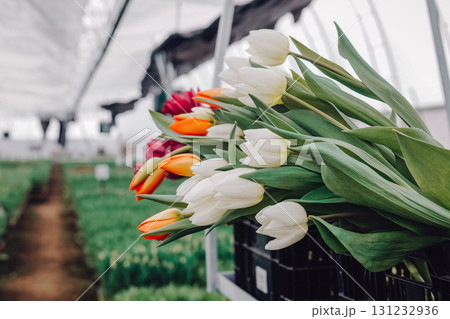 Colorful bouquet of tulips featuring vibrant orange, red, and white flowers arranged in a greenhouse, showcasing lush greenery and natural light, creating a serene floral atmosphere for spring 131232936