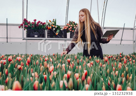 Young woman in greenhouse tending to vibrant tulip flowers while holding tablet, surrounded by colorful blooms and crates, showcasing dedication to floral cultivation and modern gardening techniques 131232938
