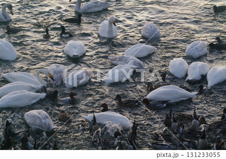 夜明け前から餌場に向かい、我先にと餌に食いつく白鳥などの水鳥 夜明け前から餌場に向かい、我先にと餌に食いつく白鳥などの水鳥 131233055