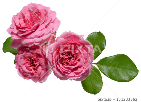 Bouquet of pink roses and green leaves on isolated background 131233362