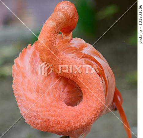 A close-up of a pink flamingo tilting its head to preen its feathers 131233366