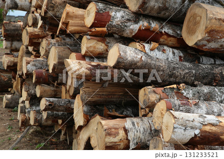various trees are piled up in a heap after they were cut down 131233521
