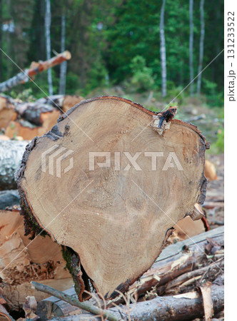 a large birch tree lies waiting to be cut 131233522