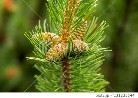 Cedar branch covered with a green cone on a background of needles close-up 131233544