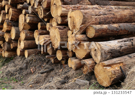 many tree trunks prepared for further processing lie on the ground many tree trunks prepared for further processing lie on the ground 131233547