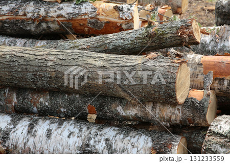 close up of brown sawn log lying at sawmill awaiting transportation close up of brown sawn log lying at sawmill awaiting transportation 131233559