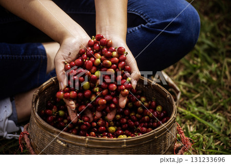 Coffee plant farm woman Hands harvest raw coffee beans. Ripe Red berries plant fresh seed coffee tree growth in green eco farm. Close up hands harvest red seed in basket robusta arabica plant farm. 131233696