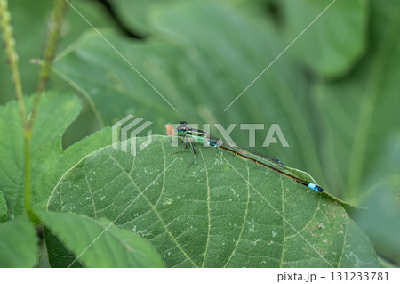 葉の上に止まるアオモンイトトンボ 葉の上に止まるアオモンイトトンボ 131233781