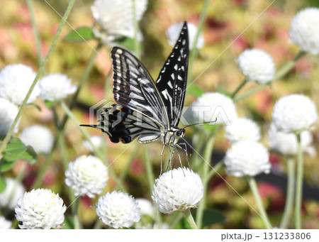 ナミアゲハ ナミアゲハ 131233806