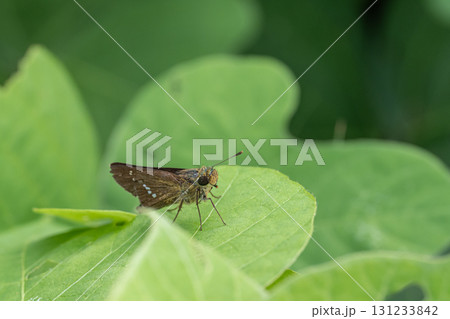 イチモンジセセリ イチモンジセセリ 131233842