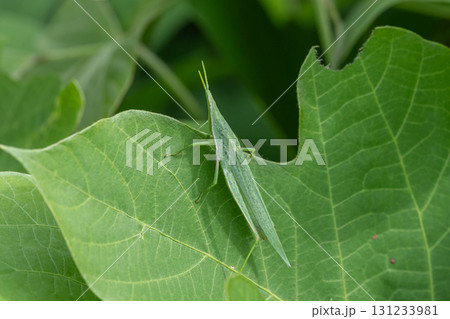 草の上のオンブバッタ 草の上のオンブバッタ 131233981