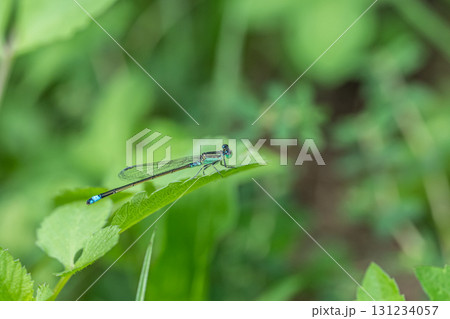 葉の上に止まるアオモンイトトンボ 131234057