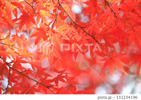 紅葉のモミジ(秋イメージ) 紅葉のモミジ(秋イメージ) 131234196