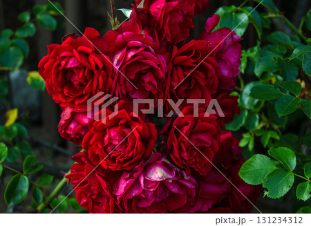 Red burgundy rose flowers in the garden. Bush of red rose flowers. 131234312