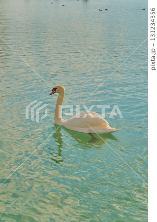 Swan swimming gracefully in clear blue water of a serene lake during a sunny day 131234356
