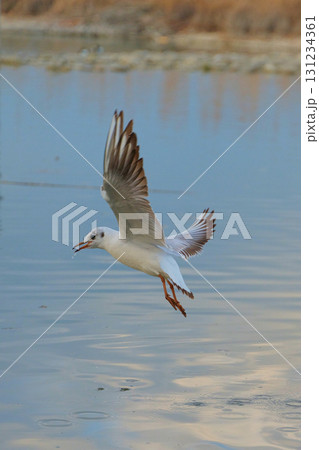 Seagull gracefully flying over calm water at sunset near a tranquil lakeside setting 131234361