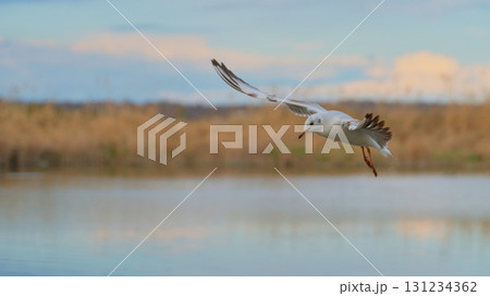 Seagull flying gracefully over calm water during sunset at a serene lakeside location Seagull flying gracefully over calm water during sunset at a serene lakeside location 131234362
