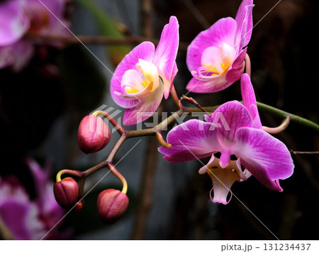 Colorful blooming orchids in a tropical garden showcasing intricate floral details during a sunny afternoon 131234437