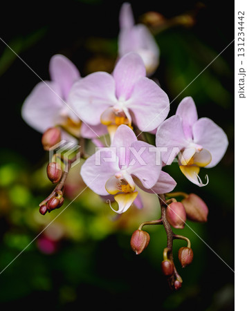 Delicate pink orchids bloom gracefully in a lush garden during a sunny afternoon Delicate pink orchids bloom gracefully in a lush garden during a sunny afternoon 131234442