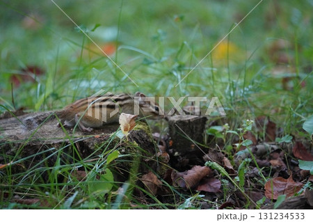 切り株とシマリス 切り株とシマリス 131234533