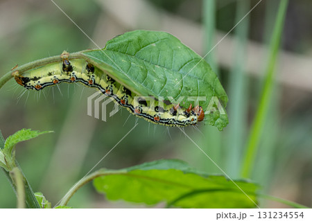 草の葉を食べるフクラスズメ幼虫 草の葉を食べるフクラスズメ幼虫 131234554