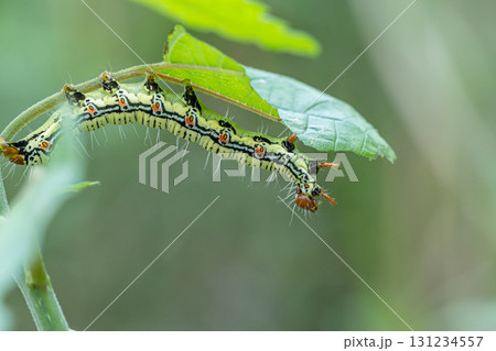 フクラスズメ幼虫 131234557