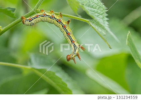 フクラスズメ幼虫 131234559