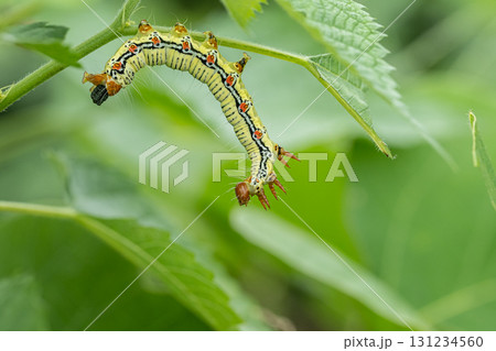 フクラスズメ幼虫 フクラスズメ幼虫 131234560