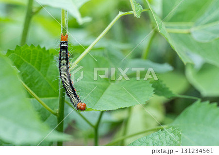 草の葉を食べるフクラスズメ幼虫 131234561
