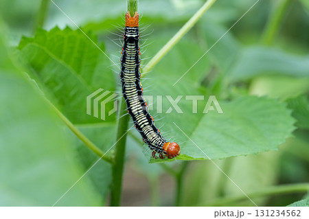草の葉を食べるフクラスズメ幼虫 131234562