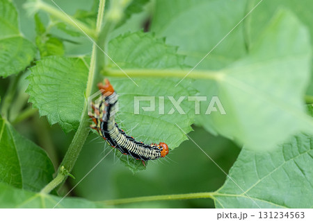 草の葉を食べるフクラスズメ幼虫 草の葉を食べるフクラスズメ幼虫 131234563