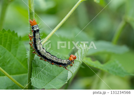 草の葉を食べるフクラスズメ幼虫 131234566