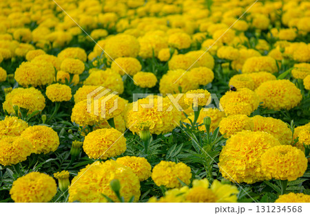 A vibrant background of Yellow Marigolds in full bloom. Fresh Yellow Marigold flowers as background. Natural beauty and festivity background. A vibrant background of Yellow Marigolds in full bloom. Fresh Yellow Marigold flowers as background. Natural beauty and festivity background. 131234568