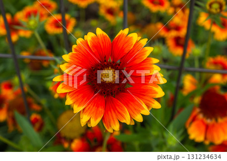 Close up of Red and yellow Gaillardia flower in the garden on the blurred background. Gaillardia Pulchella. Selective focus Close up of Red and yellow Gaillardia flower in the garden on the blurred background. Gaillardia Pulchella. Selective focus 131234634