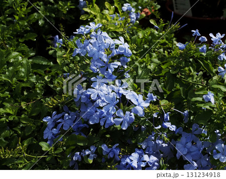日ざしを浴びたルリマツリ（水色のプルンバゴの花） 131234918