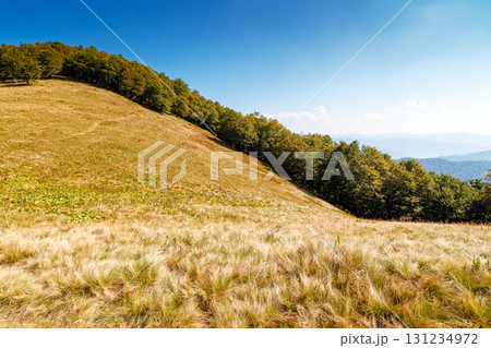 calm autumn day in carpathian mountains. deciduous trees on the grassy hills of krasna ridge. sunny scenery of transcarpathia in fall season under blue sky with clouds. beauty in nature concept 131234972