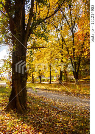 street on a sunny autumn day. scenic urban landscape of uzhhorod. row of old trees in yellow foliage along the walking path in bright light. ground covered in fallen leaves 131234982