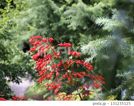 ヒギリにとまって花の蜜を吸うアゲハチョウ（夏の五台山） 131235125